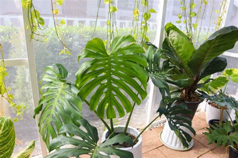 monstera plant 中文